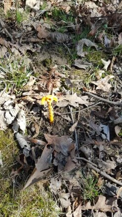 Tentsile Flite Tree Tent -Outdoor Camping Sales 02