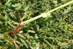 MSR Needle Tent Stakes -Outdoor Camping Sales 20210106 091711