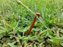 MSR Needle Tent Stakes -Outdoor Camping Sales IMG 20210628 183052773 HDR