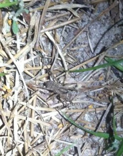 Snow Peak Mola Headlamp -Outdoor Camping Sales photo 3